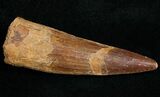 Spinosaurus Tooth - Aquatic Dinosaur #10926-1